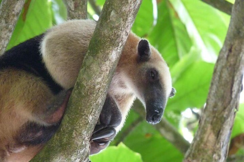 One Day Tour To Corcovado From Manuel Antonio