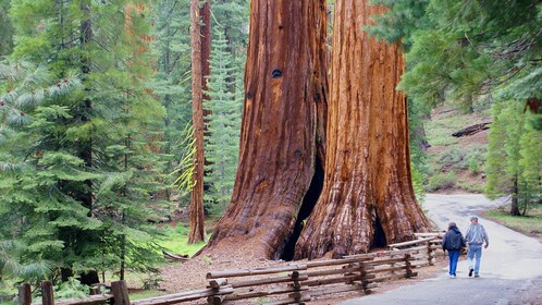 Yosemite Hotel Tur dengan Bermalam di Lembah Yosemite