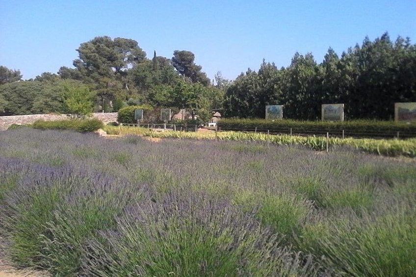 Van Gogh's Asylum in Saint Rémy