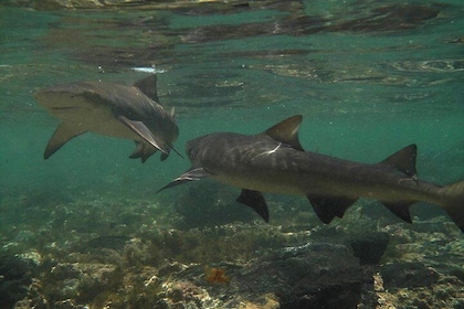 Sal Island: experiencia de observación de tiburones en Shark Bay desde Sant...