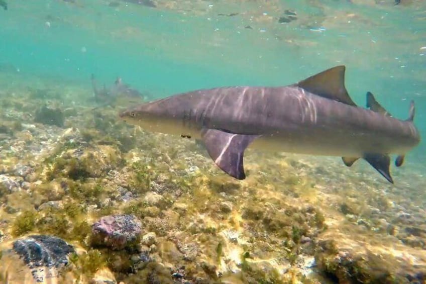 Shark Bay Experience, Sal, Cape Verde