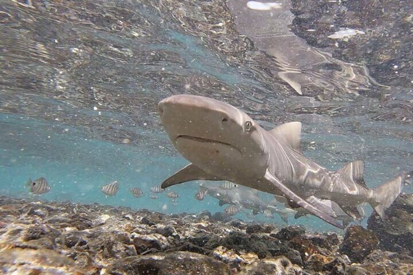 Ilha do Sal: Shark Bay Shark Observation Experience, Sal, Cape Verde