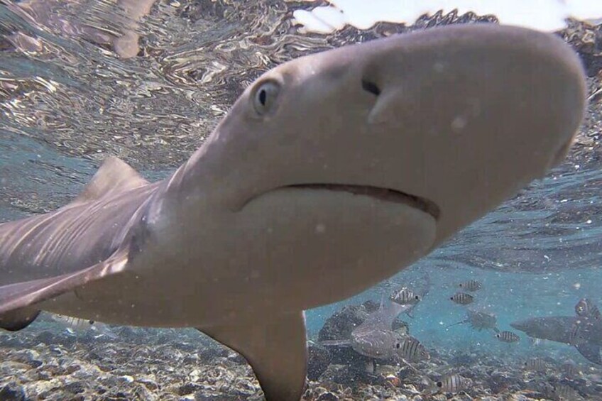 Ilha do Sal: Shark Bay Shark Observation Experience, Sal, Cape Verde