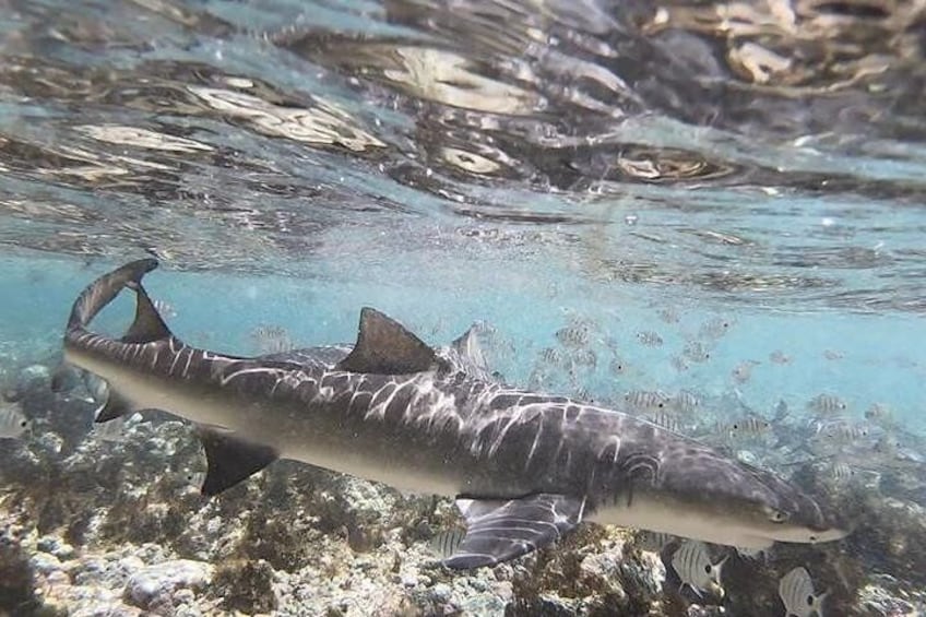 Shark Bay Experience, Sal, Cape Verde