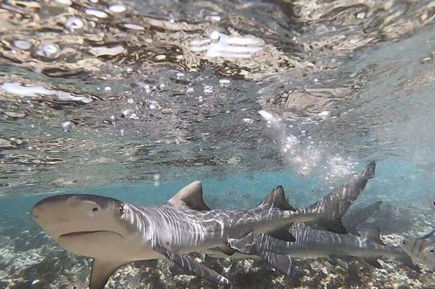 Shark Bay Experience, Sal, Cape Verde