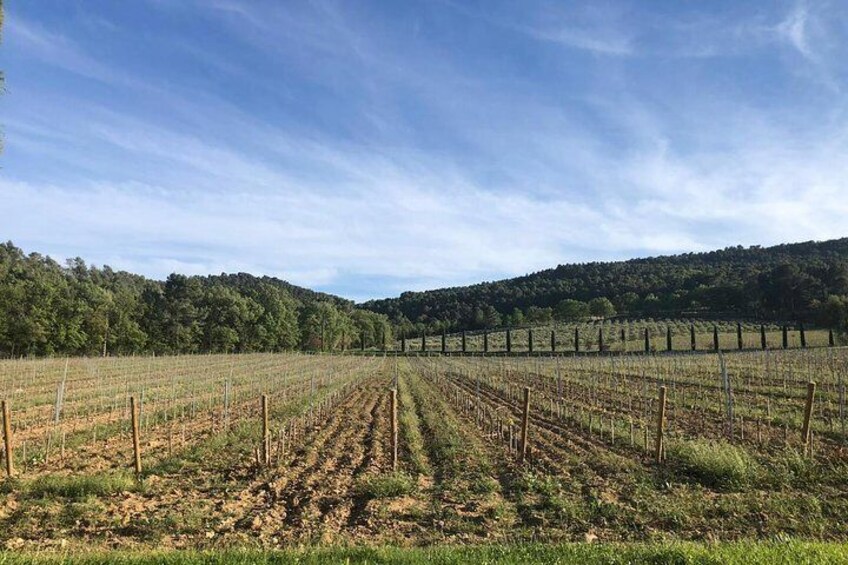 Aix vineyards