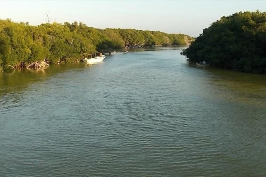 Rio Lagartos mangroves