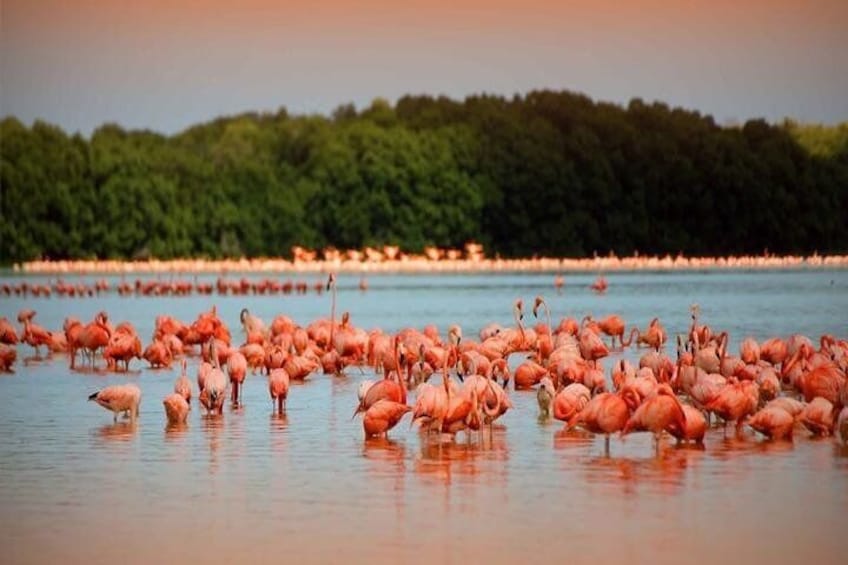 Pink Flamencos in Yucatan