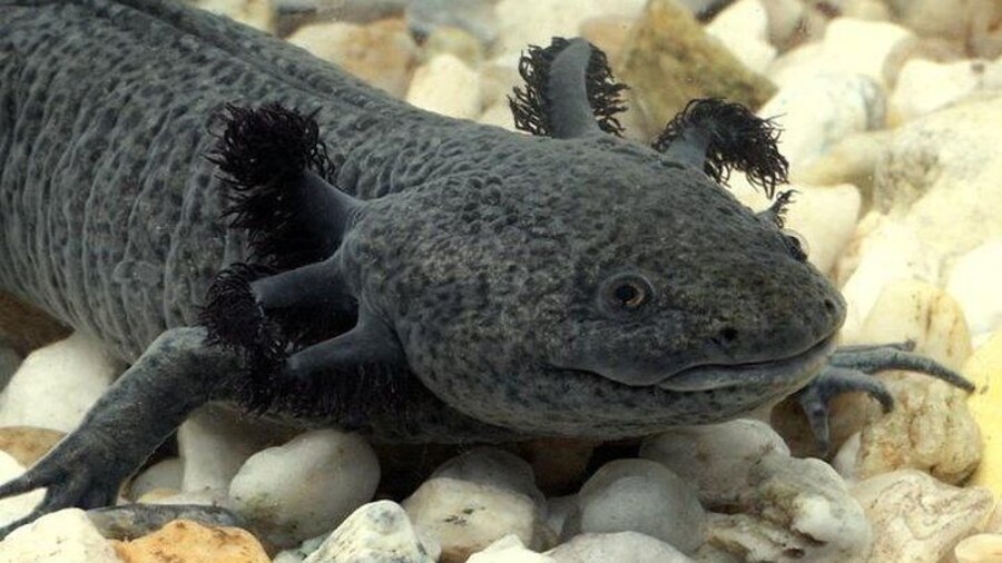 Axolotl Tour from CDMX