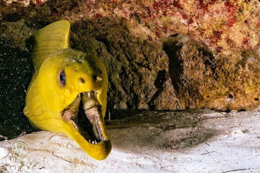 Scuba Diving in Cozumel Island