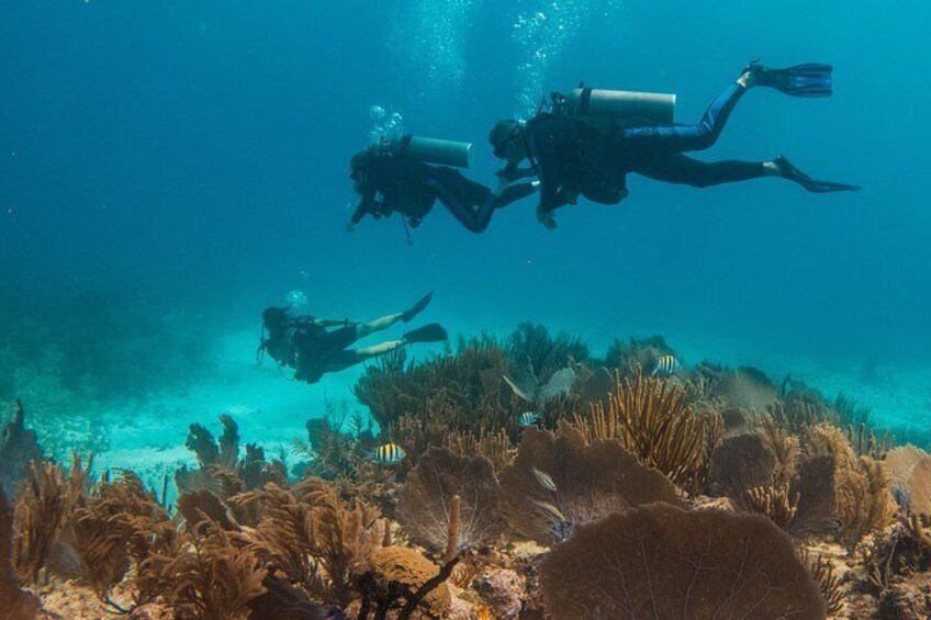 Scuba Diving in Cozumel Island