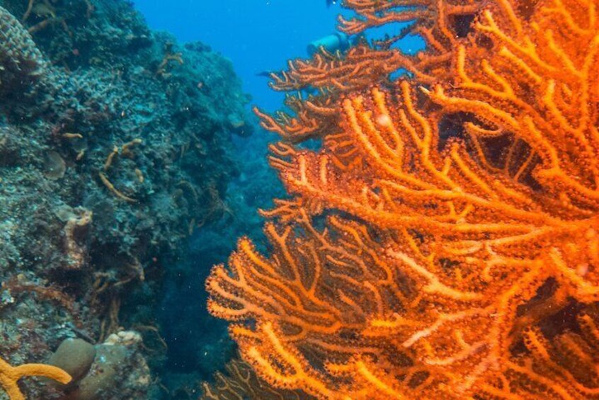 Scuba Diving in Cozumel Island