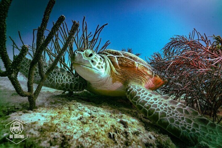 Scuba Diving in Cozumel Island