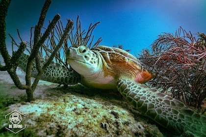 Scuba Diving in Cozumel Island