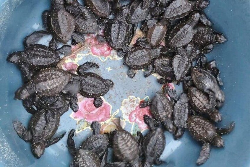 Baby Turtle Release in Coyote Escobilla Beach