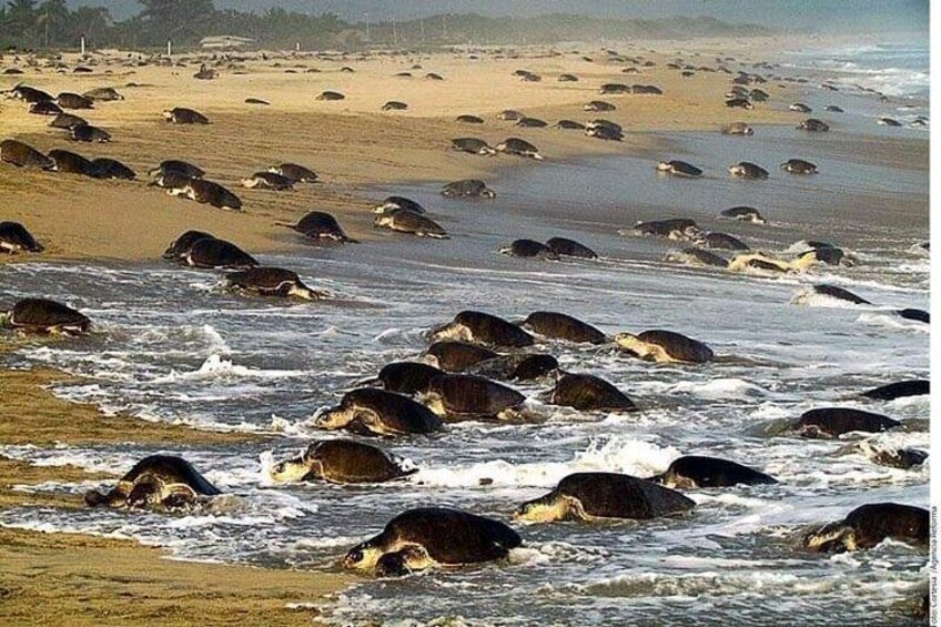 Baby Turtle Release in Coyote Escobilla Beach