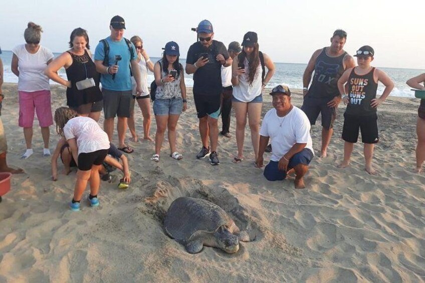 Baby Turtle Release in Coyote Escobilla Beach