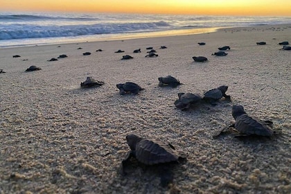 Liberación de tortugas bebés en la playa de Coyote Escobilla