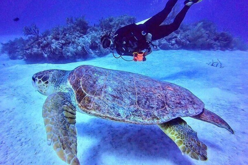 Two tanks local diving for certified divers