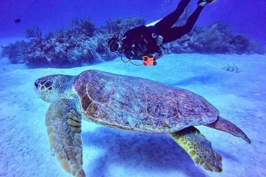Two tanks local diving for certified divers, SCUBA gear included