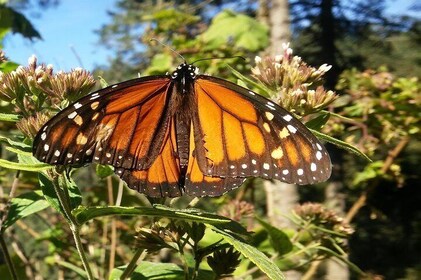 Monarch Butterfly Tour from Mexico City