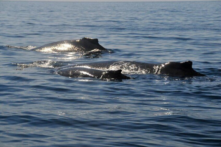 Whale Watching
