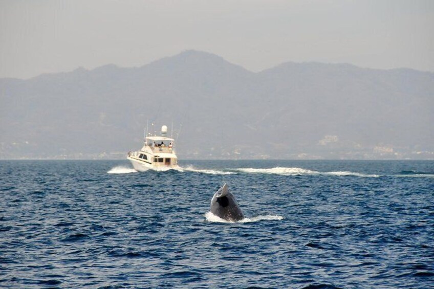 Whale Watching