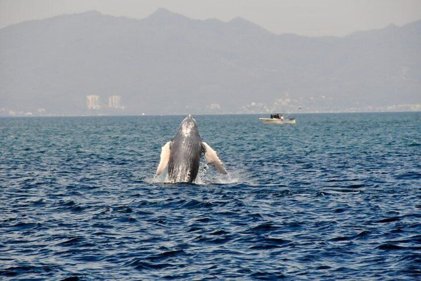 Whale Watching