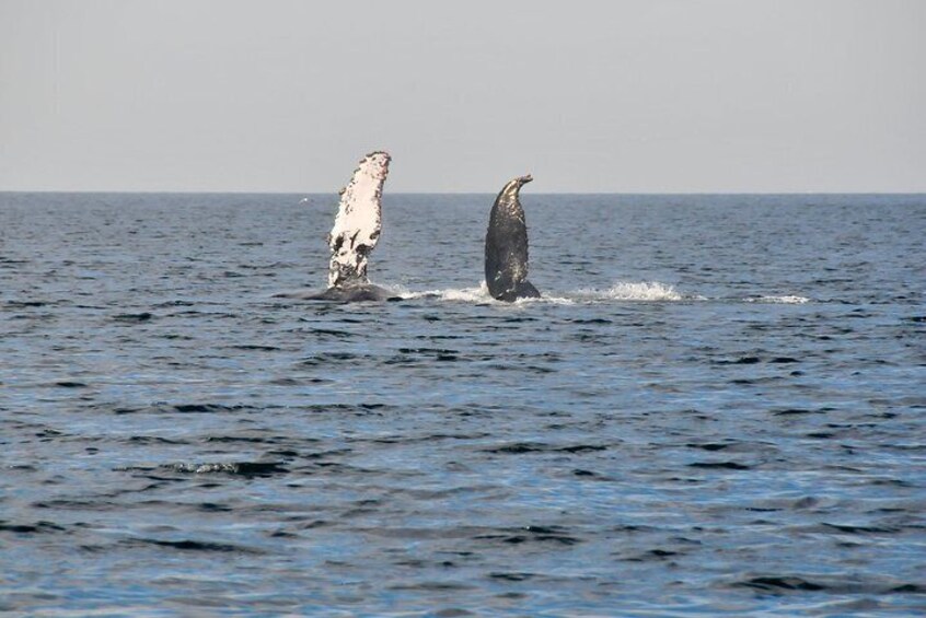 Whale Watching