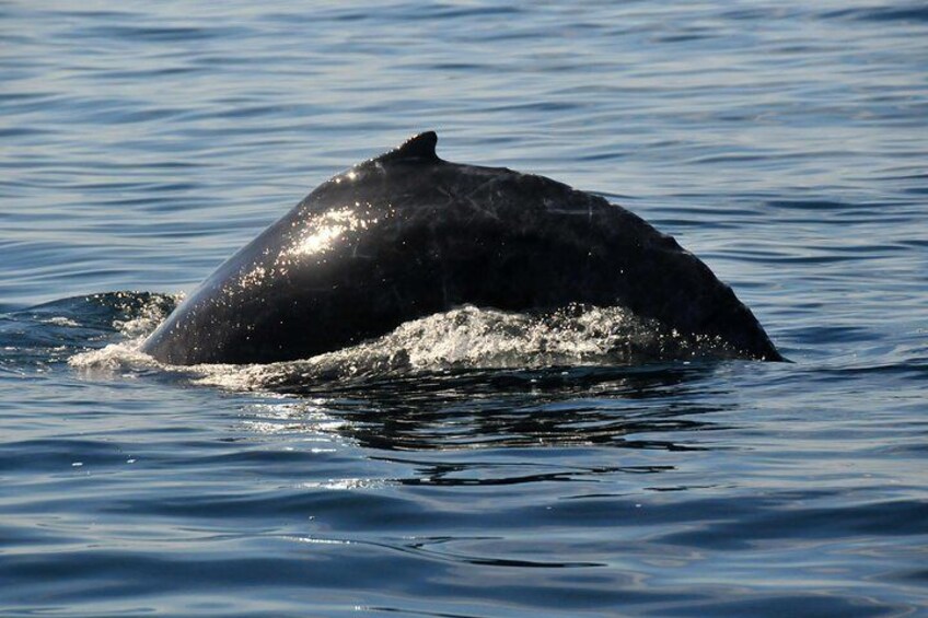 Whale Watching