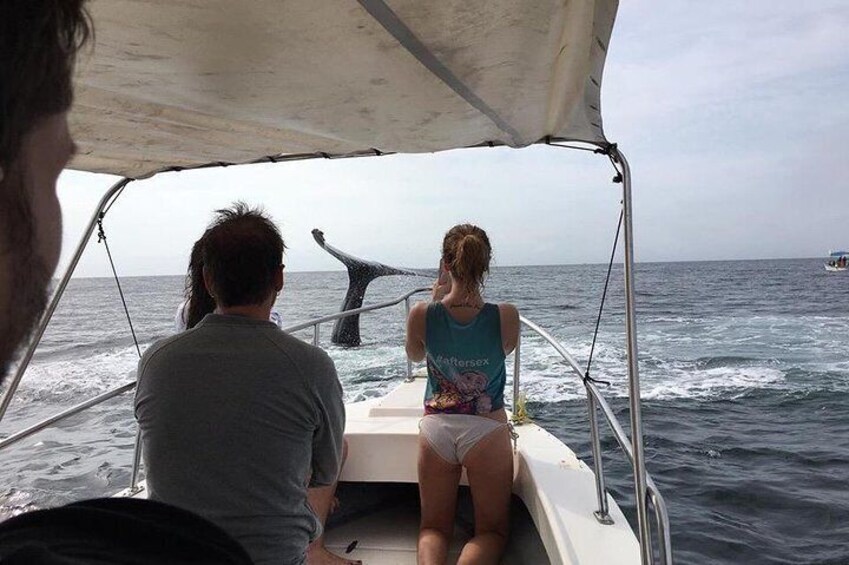 Whale watching