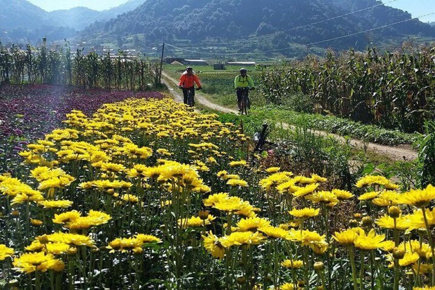 The life in the field floriculture