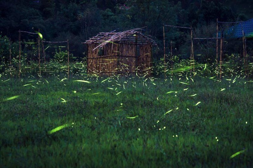 Totláli fireflies