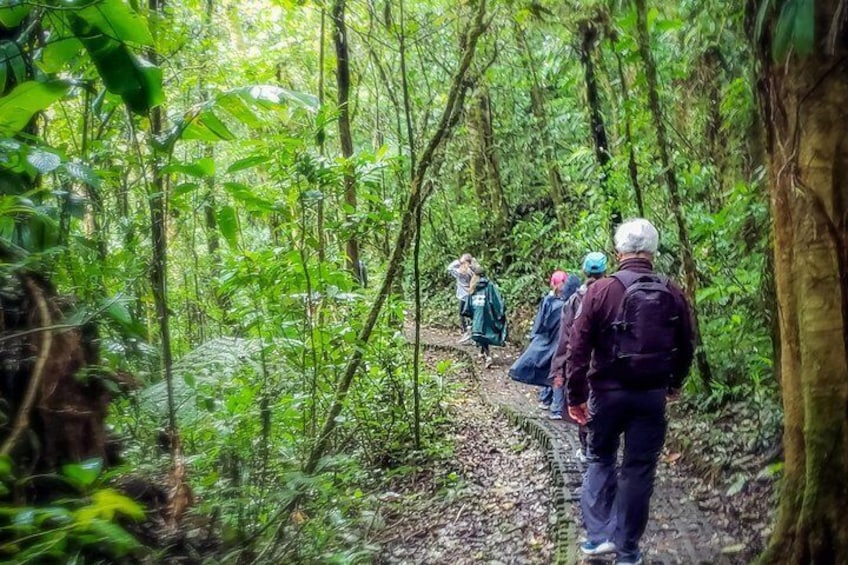 Package | Monteverde Cloud Forest + Curi-Cancha Reserve + Night Hike (Private)