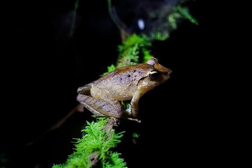 Package | Monteverde Cloud Forest + Curi-Cancha Reserve + Night Hike (Private)