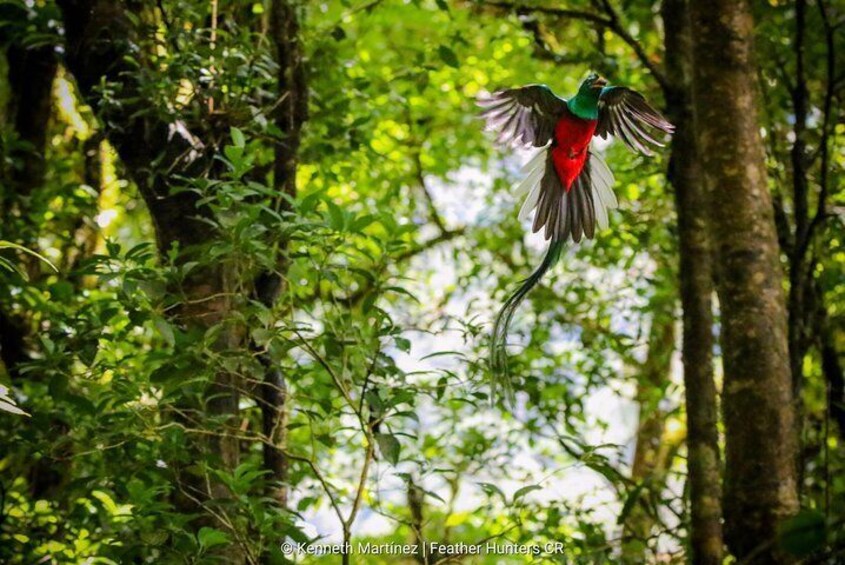 Quetzal Male in fly, with a little avocado for its chicks at Monteverde Reserve