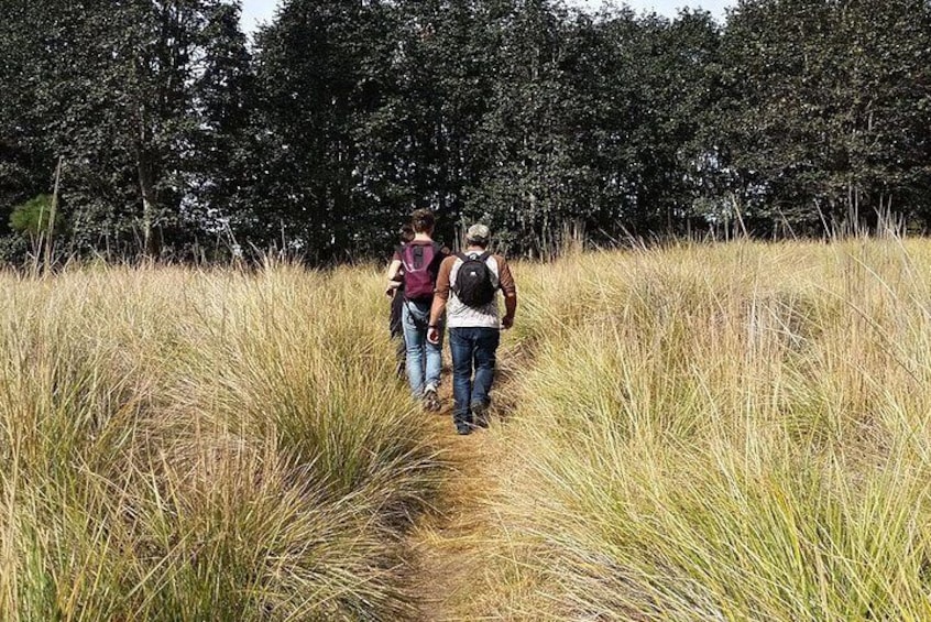 between grasslands
