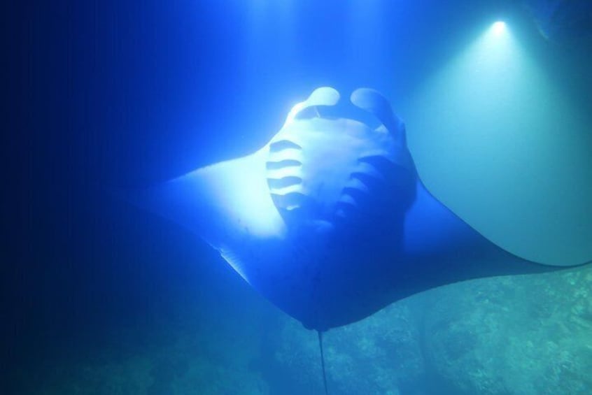 Manta Ray Night Snorkel in Kailua-Kona