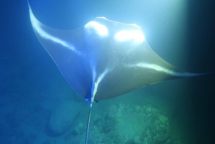 Manta Ray Night Snorkel in Kailua-Kona