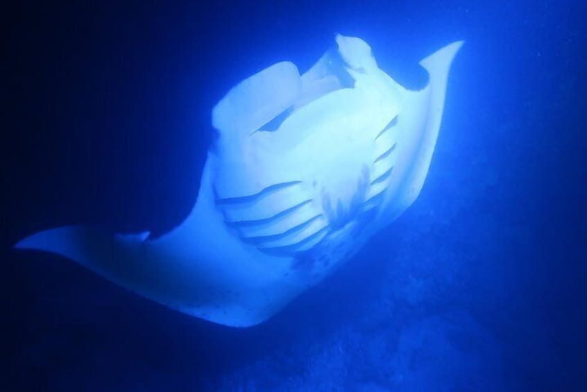 Manta Ray Night Snorkel in Kailua-Kona