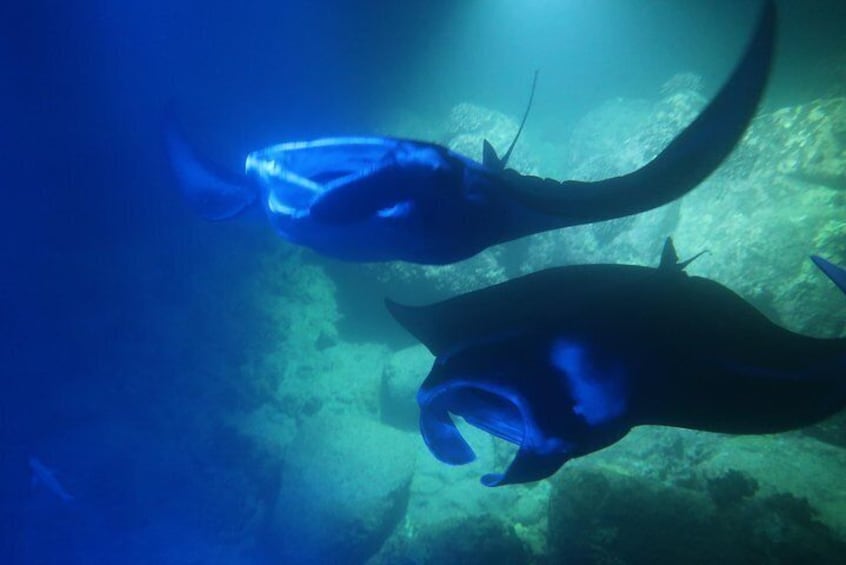 Manta Ray Night Snorkel in Kailua-Kona