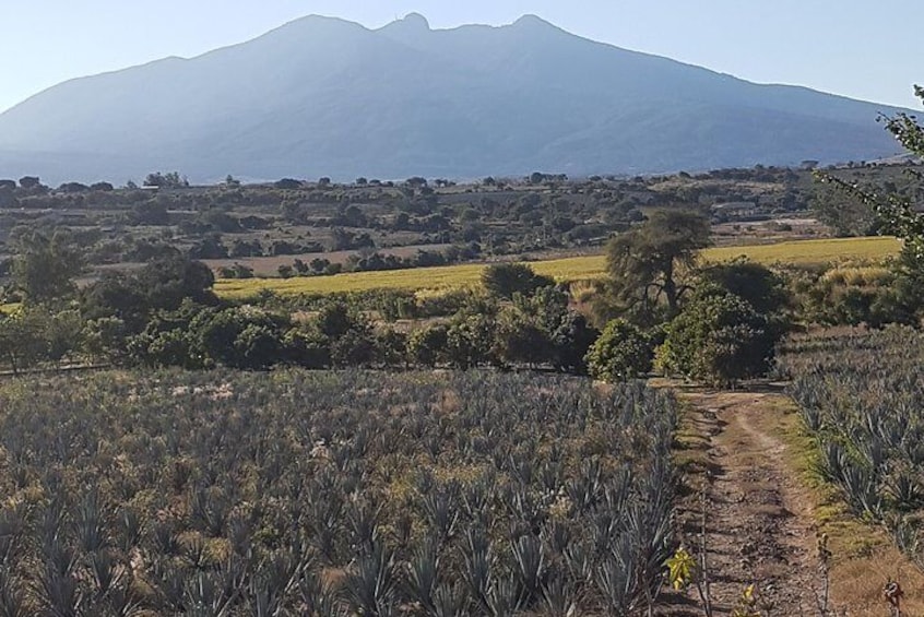 Agave Field and Tequila Volcano