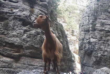 Udforsk IMBROS GORGE.