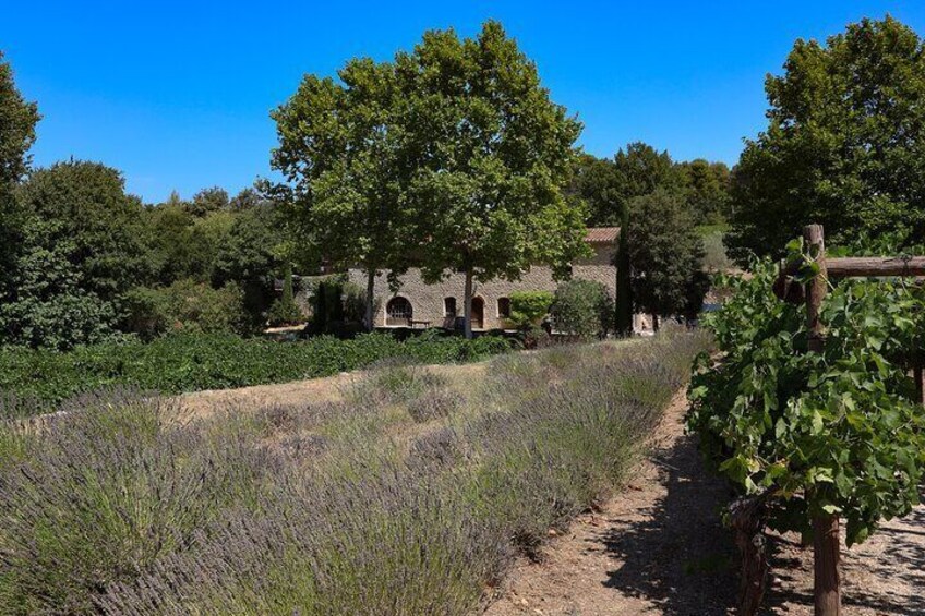 The wines of the Luberon, the Château de Lourmarin & Bastide du Laval olive oil 