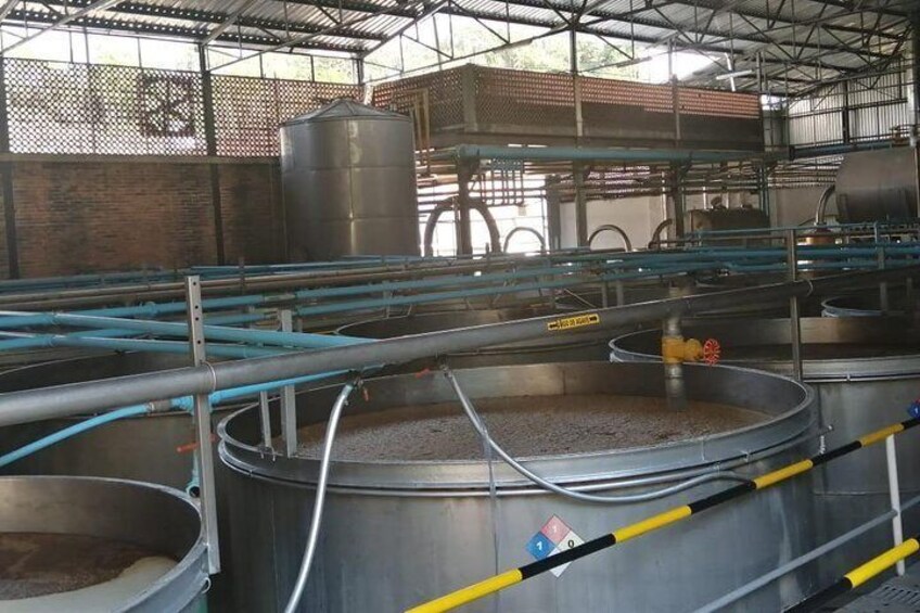 Fermentation