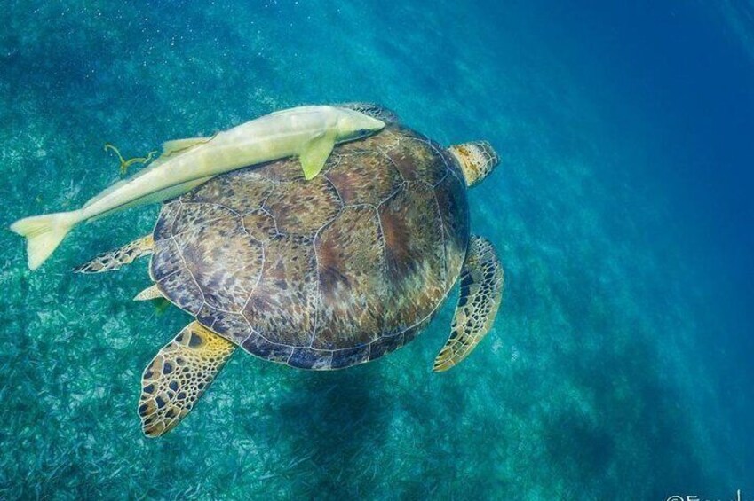 Snorkeling boat tour