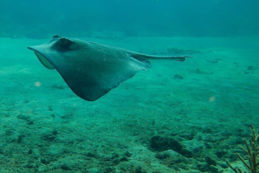 Snorkeling boat tour