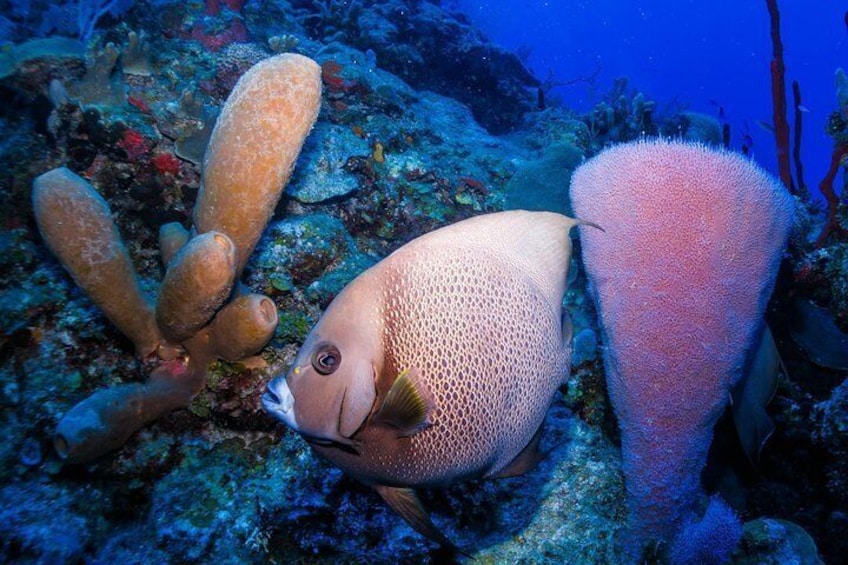 Snorkeling boat tour