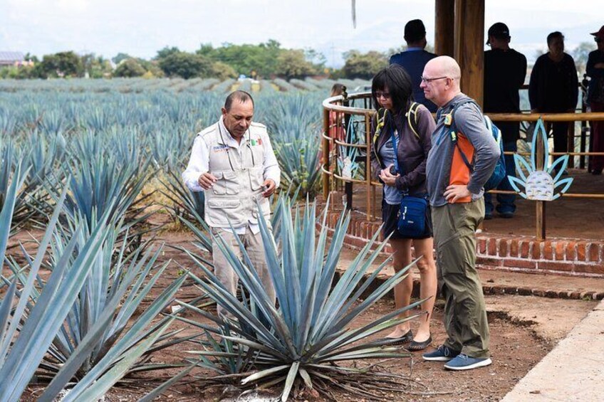 Tequila Route Experience