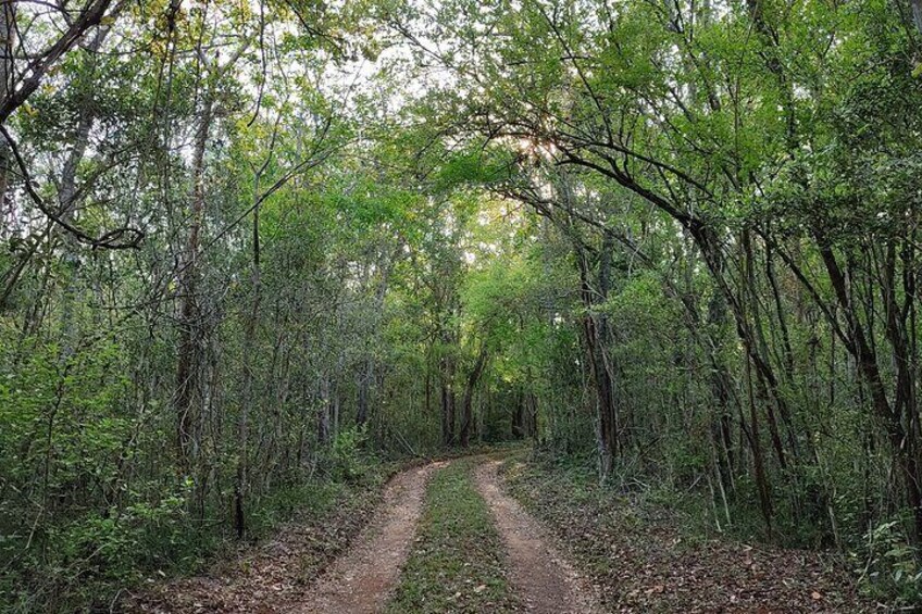 Bird Watching Tour in the Amazili Nature Reserve and Cenote Kax Ek